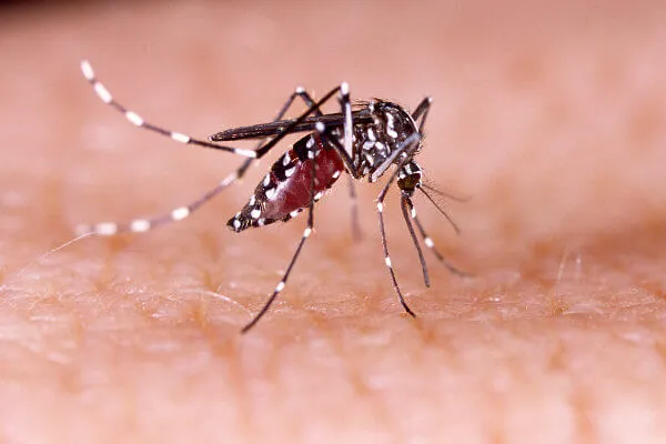 Desde o começo de 2024, o Brasil já registrou mais de 217 mil casos de dengue. Em caso de suspeita, faça o seu exame no Endocrimeta.